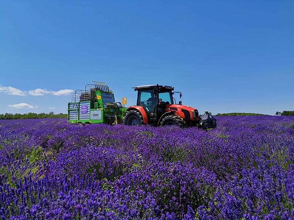 macchine agricole per la raccolta di erbe aromatiche, medicinali ed ortaggi in foglia